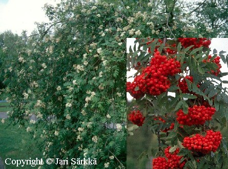 Sorbus aucuparia Pendula